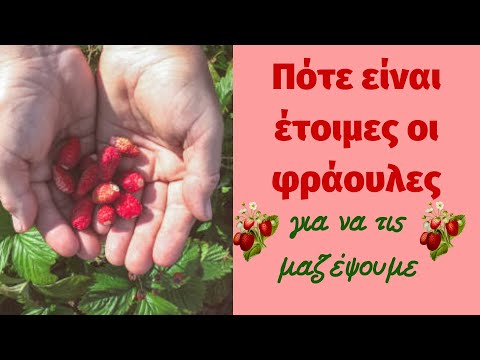 Βίντεο: Πώς να ταΐσετε τις φράουλες για να τις κάνετε γλυκές; Τι λίπασμα να ρίξουμε στις φράουλες για τη γλυκύτητα των μούρων