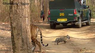 Rare sighting of Tigress & 2 month old cubs at Kanha National Park, April 2018. ©2019 Neemasri Yadav