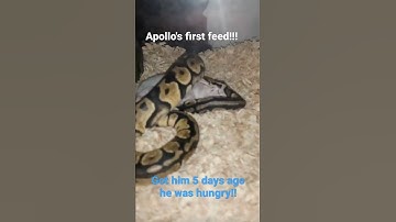 My 5 month old ball pythons first feed!!