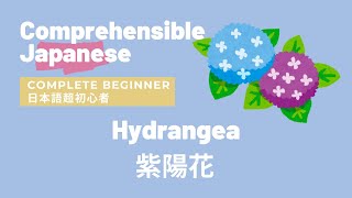 Hydrangea 紫陽花 - Complete Beginner Japanese 日本語超初心者