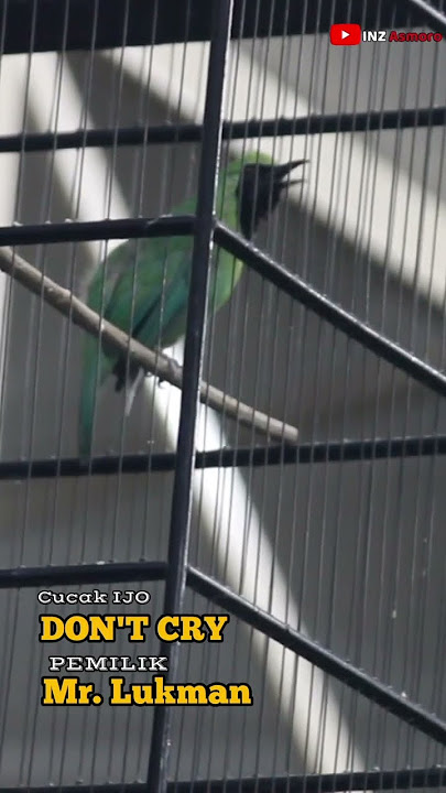 CUCAK IJO DON'T CRY. #bird #story #kicaumania #cucakijo #storywa