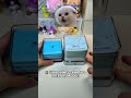 A 3D Panda Panorama Hidden in a Memo Pad? Tear It and Watch the Model Appear! 🐼📅
