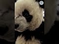 "Panda's Epic Journey at the Train Station!"