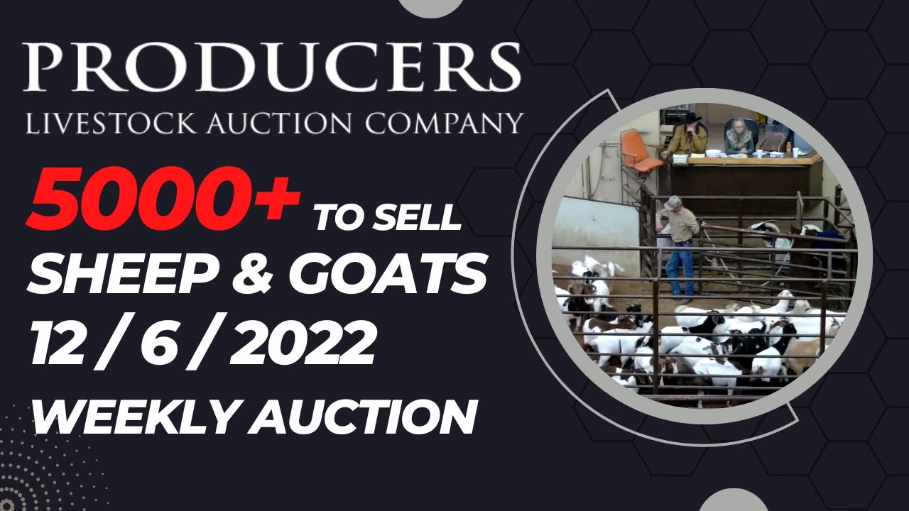 12/6/2022 Producers Livestock Auction Company Sheep & Goat Auction