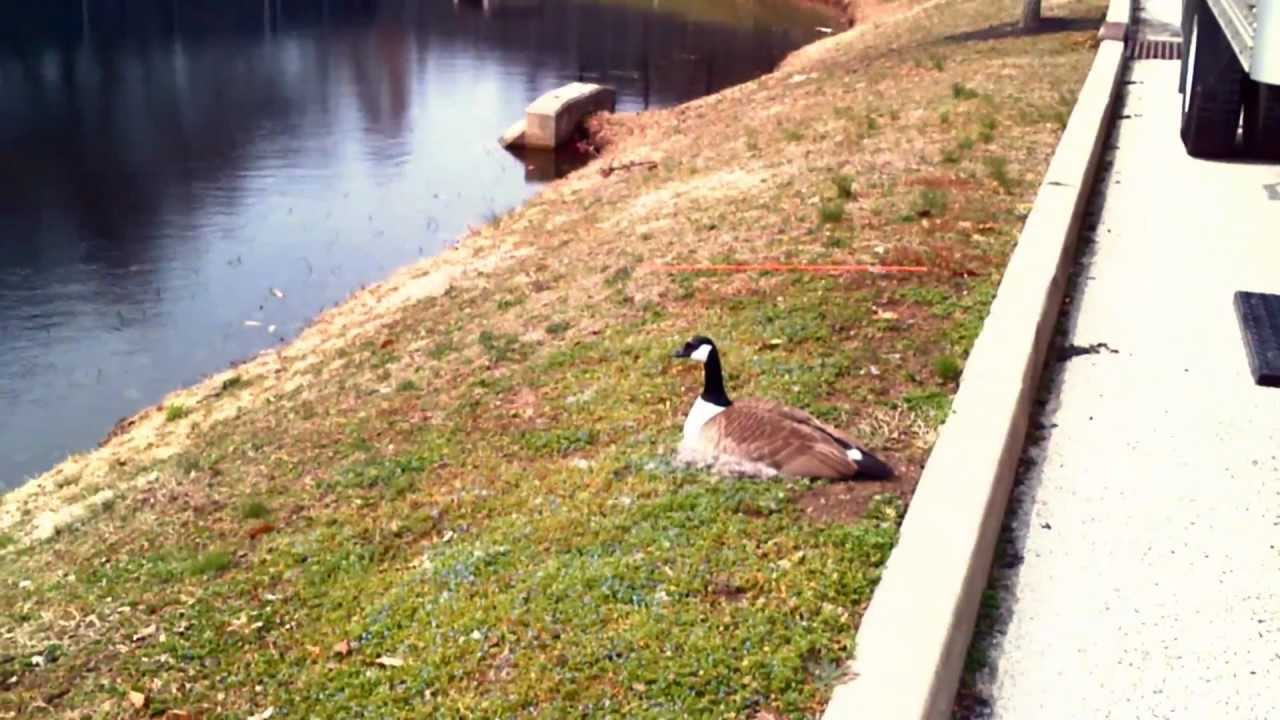 Scott Hartnell's World of Wildlife (Part 1 of 2)