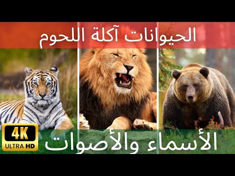 الحيوانات آكلات اللحوم أصوات الحيوانات