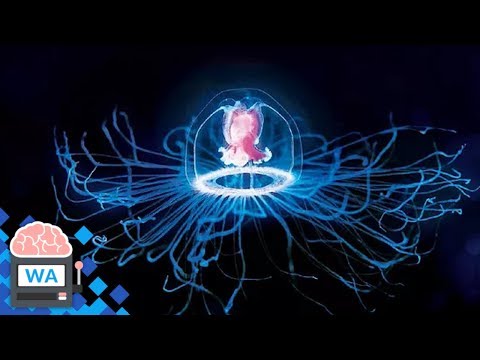 Video: Welche Qualle kann ewig leben?
