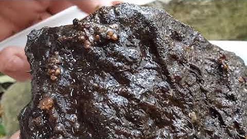 Water Macroinvertebrates