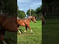🔱 𝐆𝐎𝐓𝐓𝐀 𝐆𝐎𝐋𝐃 𝐂𝐇𝐀𝐈𝐍 🔱 #cavalo #horse #quartodemilha #cavalos #vet #haras #fazenda