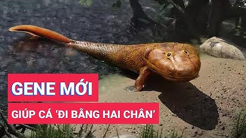 Phát hiện gene giúp cá mập tiến hóa, có thể 