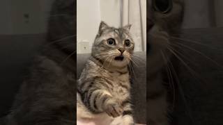 Почему кошка замирает с открытым ртом? #youtubeshorts #животные #рек