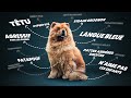 CHOW CHOW Le Chien Aux 1000 Particularités mp3