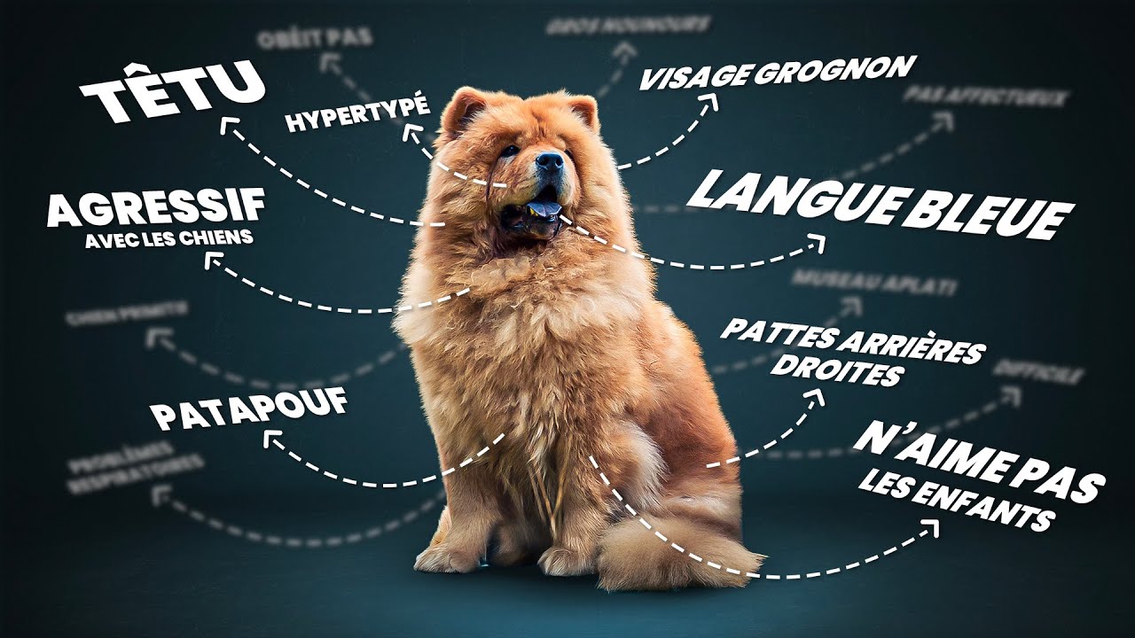 Chow-Chow