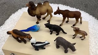 Toy Wild Safari Animals Learn Zoo Animals Names For Kids