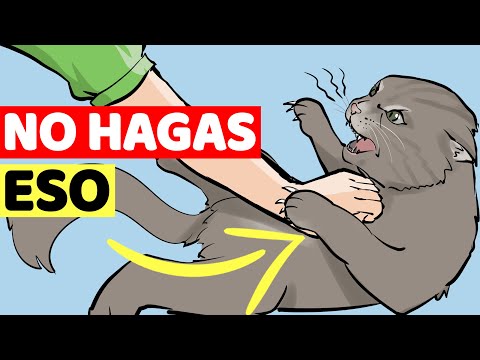 Video: 10 razas de gato de vuelta que amamos