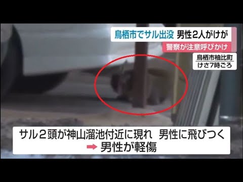 鳥栖市で猿が相次いで出没 男性2人が飛びつかれ軽傷 佐賀県(動物愛誤)(製造車禍.傷人.人身被害)(Animal Attacks)(アニマルホーダー.動物囤積症)(サル痘)(Bウイルス病)(狂犬病)
