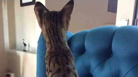 Watch the video about F2 savannah female Lupita!