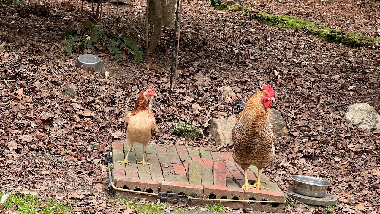 Day 3182 Tesla Ruby Swing and a Miss