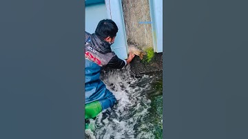 Cá Lớn - bắt Cá Chép Khủng mắc kẹt ở cửa xả lũ 😱 #khacthuyvlogg