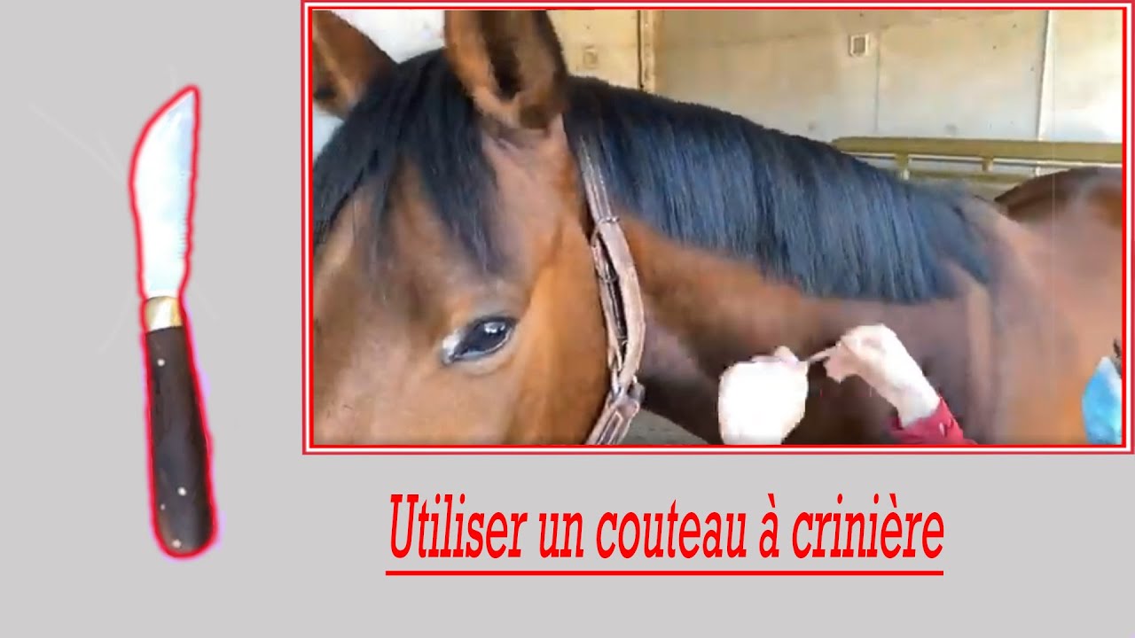 Couteau à Étirer La Crinière Pour Chevaux - 18 Cm, Manche En Bois, Pliable Acier Inoxydable