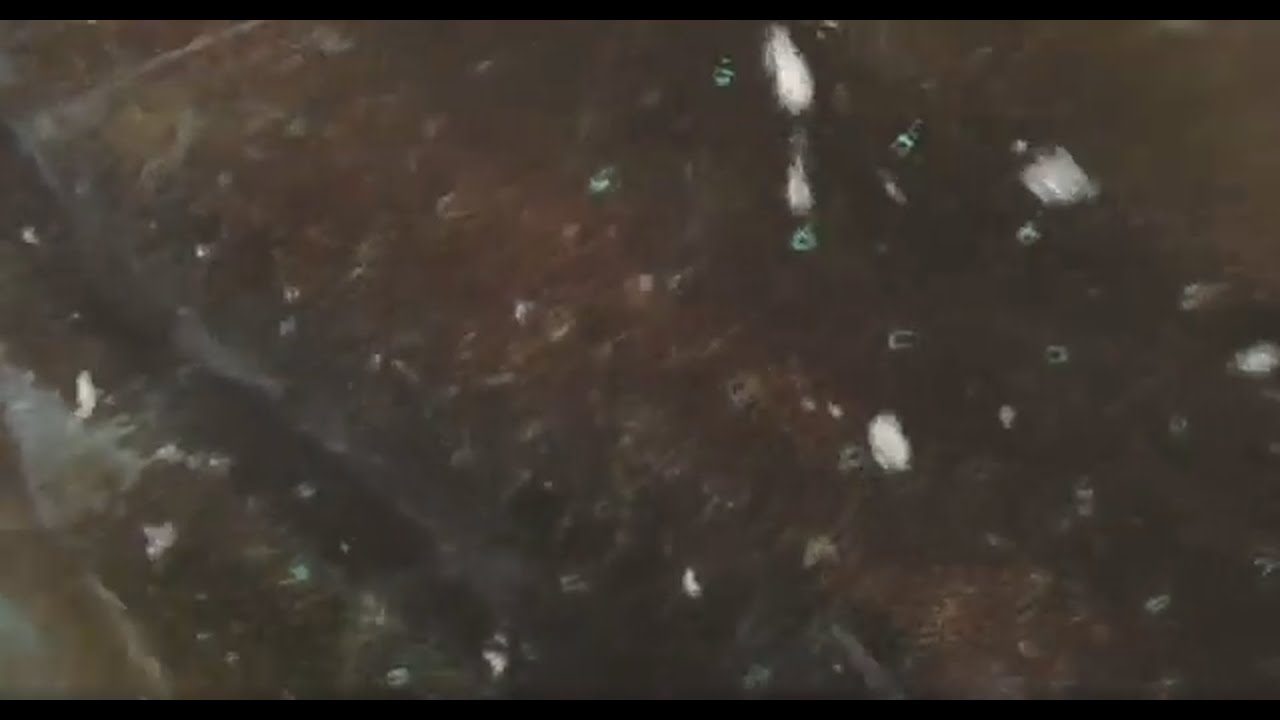 アオリイカのオスメス 見分け方ご紹介 オスは大きくなる方で 模様は棒状になっています メスは斑点模様で オスみたいに大きくならずに 身が柔らかいのが特徴 Youtube