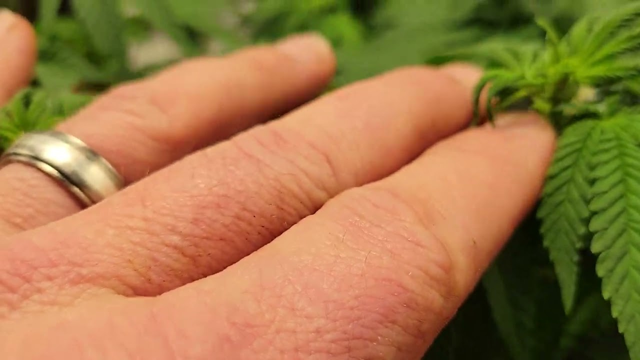 3x3 Indoor Cannabis cannabonsai flower  week 2 