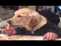 Dog's dinner