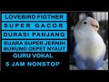Suara Burung Lovebird Fighter Gacor Durasi Panjang | Masteran burung prestasi