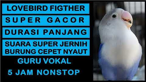 Suara Burung Lovebird Fighter Gacor Durasi Panjang | Masteran burung prestasi