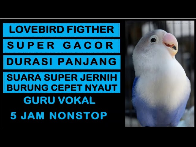 Suara Burung Lovebird Fighter Gacor Durasi Panjang | Masteran burung prestasi class=