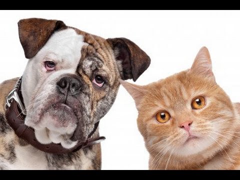 Dog X Cat The Best Dog X Cat The Best