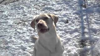 OKI Lab Rescue guest at Pet City Resort & Spa West Chester Ohio Cincinnati, Ohio 45011