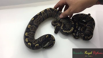 GHI Ball Pythons