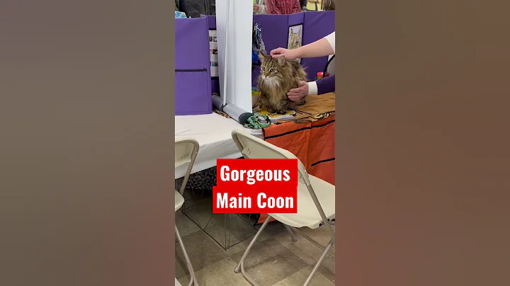 Video 2266021: gorgeous maine coon cat