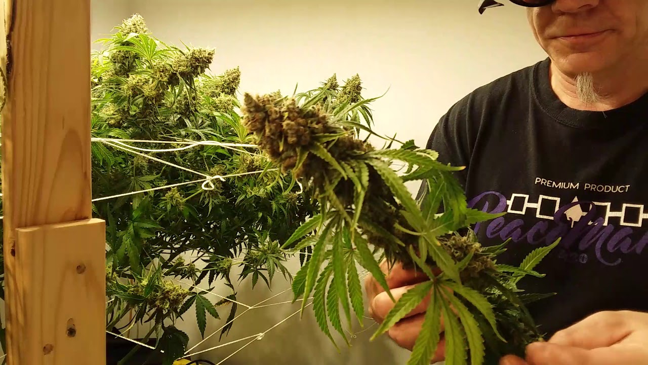 Alien Orange Congolese Harvest day