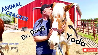 BLIND DRAFT HORSE gets BODYWORK from the ANIMAL CRACKER!