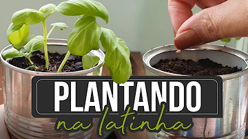 Como plantar em latas de leite?
