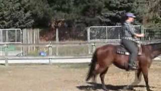 Evie - Curb Bit