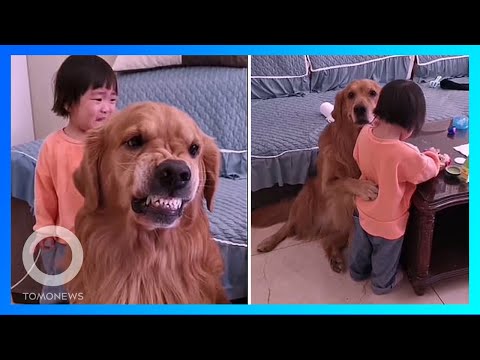 Video: Anjing Dapat Melindungi Bayi Dari Beberapa Infeksi, Studi Mengatakan