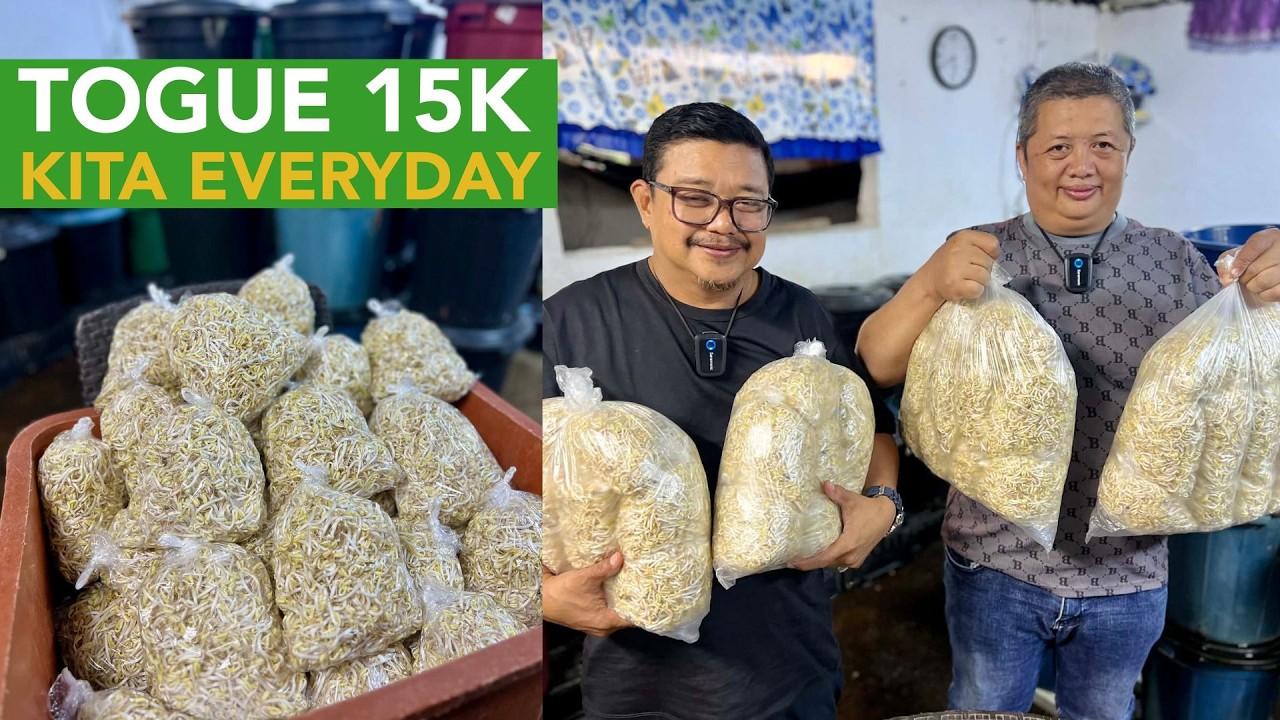 Togue: 300kg Harvest or 15K Everyday Kita!