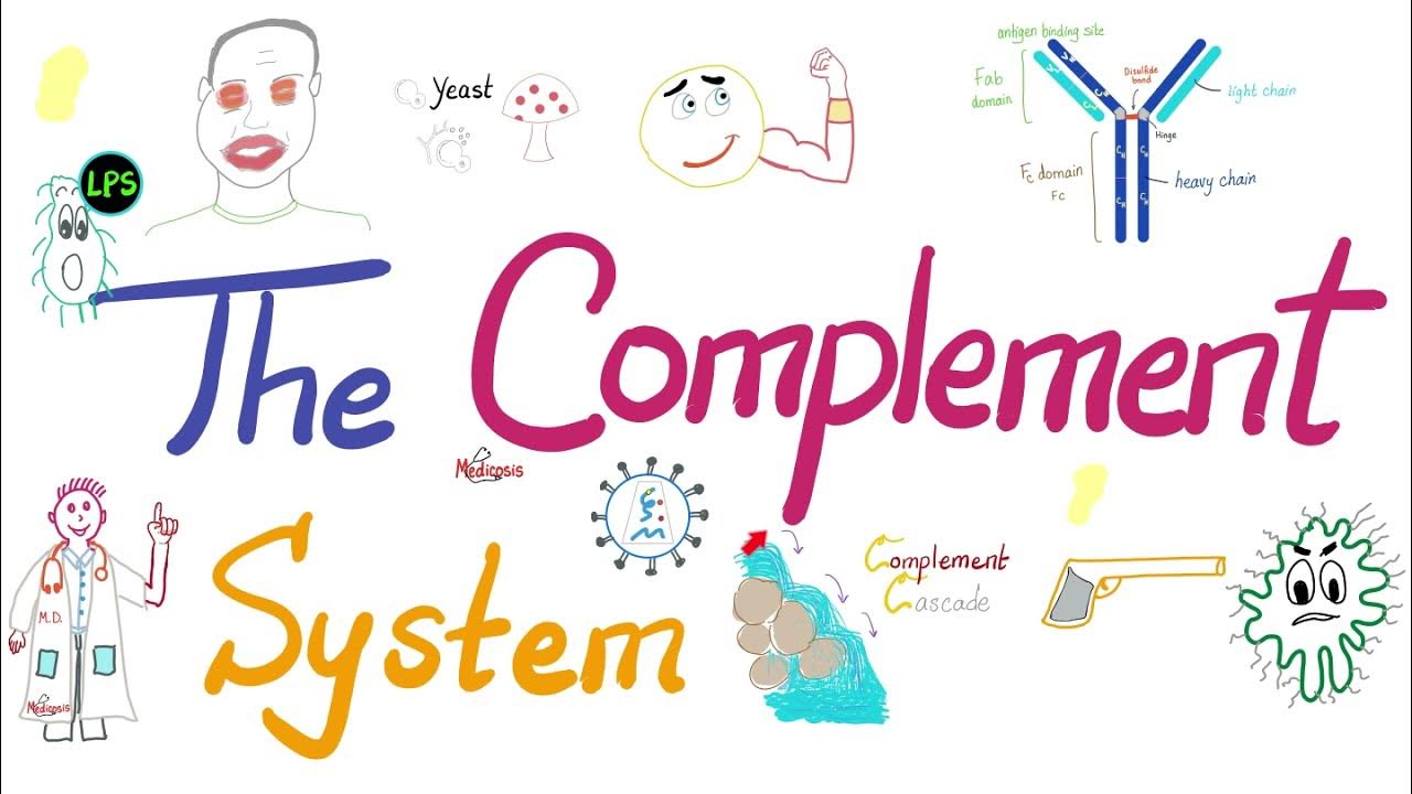 The Complement System - The most COMPREHENSIVE Explanation - Immunology ... image.