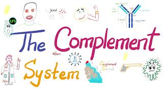 The Complement System The Most Comprehensive Explanation