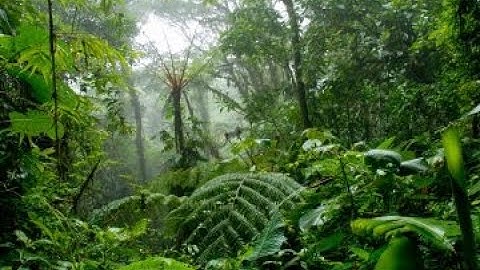 "Tropical forests to 2050: science challenges for researchers and policy-makers"