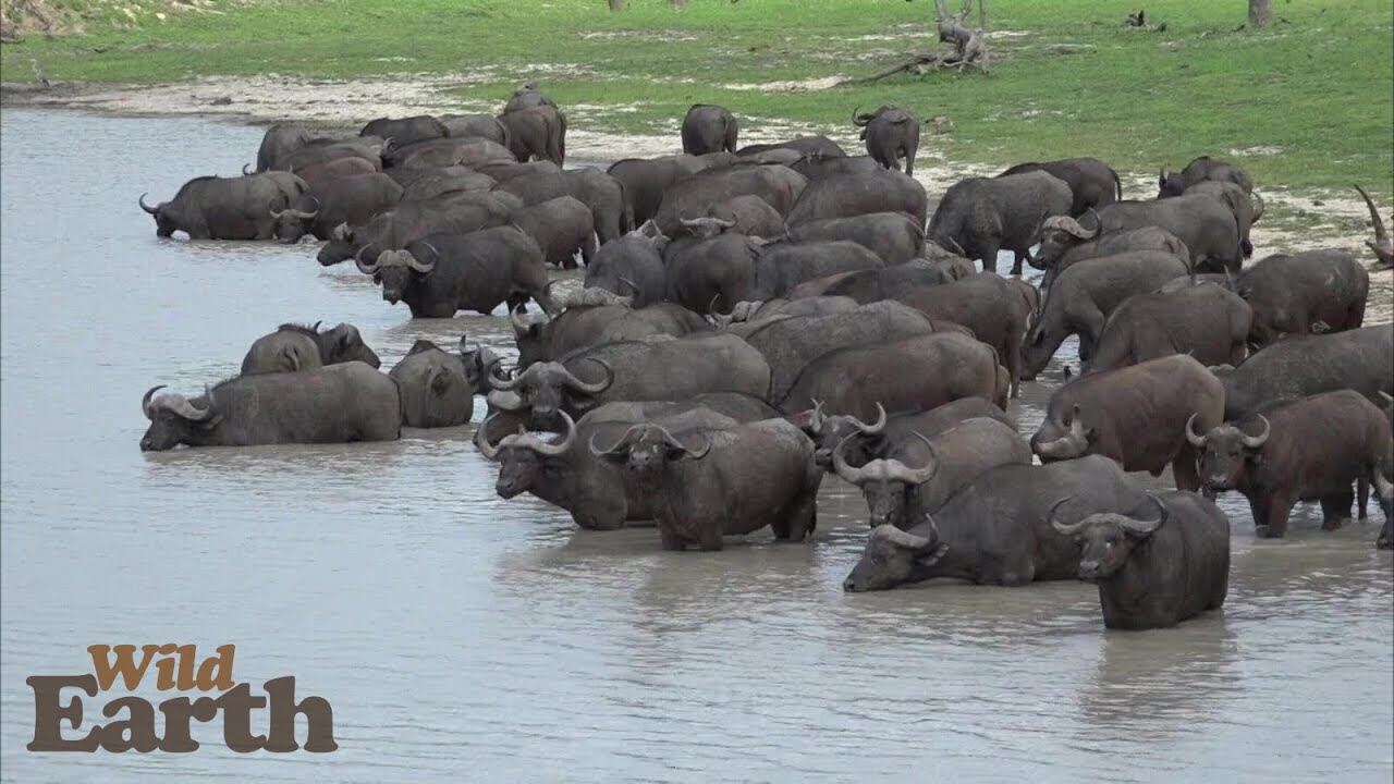 Buffalo Pool Party
