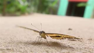 Mangrove, Burgers Zoo Neu 2017 - Einblicke