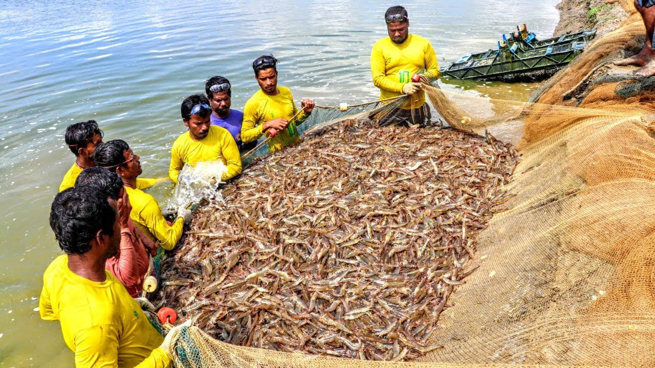 Best Shrimp Fish Harvesting Video || Vennami Chingri Harvesting Live Video | prawn/Shrimp Harvesting