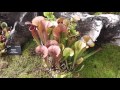 Carniplant-Plantas carnívoras-Carniplant en Londres-ICPS || Día 3 Parte 1/2