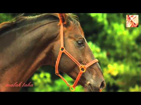 ماجدة الرومي على قلبي ملك
