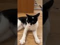 Sound up high for the purrs #tuxedocat #tuxedocats #cat #purr