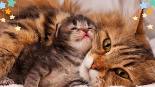 Relaxing Music for Cats|Calming Cat Music for Relieve Anxiety (with cat purring sounds) cute babycat